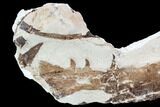 Fossil Mosasaur (Tethysaurus) Jaw Section - Goulmima, Morocco #107090-2